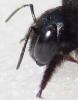 Xylocopa sp.